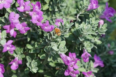 El Rafisah Barajı 'ndaki Löcophyllum Frutescens çiçeklerinin üzerinden bir arı uçuyor. Löcophyllum frutescens, Texas Ranger, Texas yağmur bilgesi, Teksas gümüş yaprağı, her zaman yeşil olan bir çalılıktır. Wadi Wshee, Sharjah, BAE.                                