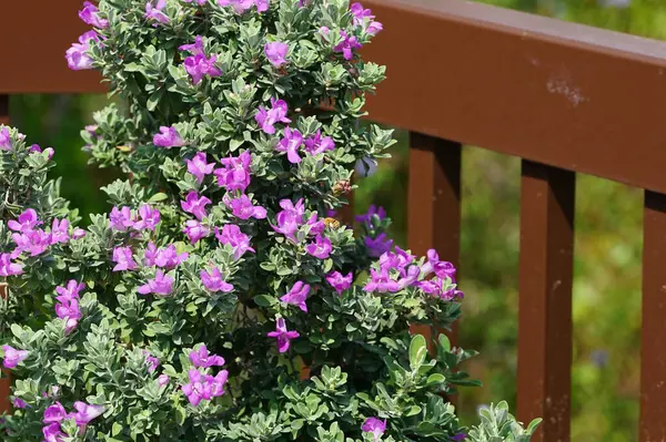 El Rafisah Barajı 'ndaki Löcophyllum Frutescens çiçeklerinin üzerinden bir arı uçuyor. Löcophyllum frutescens, Texas Ranger, Texas yağmur bilgesi, Teksas gümüş yaprağı, her zaman yeşil olan bir çalılıktır. Wadi Wshee, Sharjah, BAE.                                
