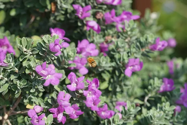 El Rafisah Barajı 'ndaki Löcophyllum Frutescens çiçeklerinin üzerinden bir arı uçuyor. Löcophyllum frutescens, Texas Ranger, Texas yağmur bilgesi, Teksas gümüş yaprağı, her zaman yeşil olan bir çalılıktır. Wadi Wshee, Sharjah, BAE.                                