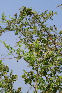 Ziziphus Mauritiana ağacı Nisan ayında yetişir. Ziziphus mauritiana, Hint jujujube, Hint eriği, Çin tarihi, Çin elması, ber and dunks, Rhamnaceae familyasına ait tropikal bir meyve ağacı türüdür. Wadi Wshee, Sharjah, BAE.                      