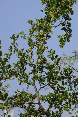 Ziziphus Mauritiana ağacı Nisan ayında yetişir. Ziziphus mauritiana, Hint jujujube, Hint eriği, Çin tarihi, Çin elması, ber and dunks, Rhamnaceae familyasına ait tropikal bir meyve ağacı türüdür. Wadi Wshee, Sharjah, BAE.                      