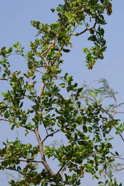 Ziziphus Mauritiana ağacı Nisan ayında yetişir. Ziziphus mauritiana, Hint jujujube, Hint eriği, Çin tarihi, Çin elması, ber and dunks, Rhamnaceae familyasına ait tropikal bir meyve ağacı türüdür. Wadi Wshee, Sharjah, BAE.                      