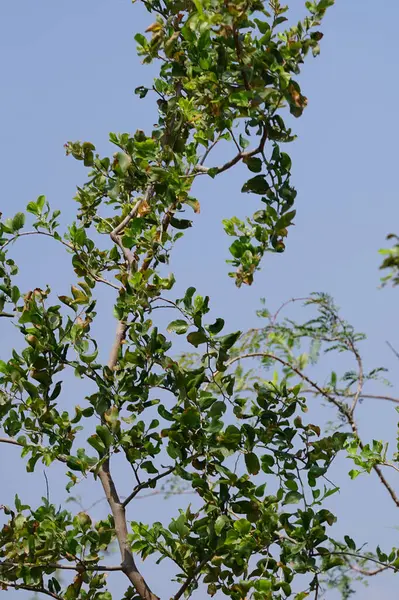 Ziziphus Mauritiana ağacı Nisan ayında yetişir. Ziziphus mauritiana, Hint jujujube, Hint eriği, Çin tarihi, Çin elması, ber and dunks, Rhamnaceae familyasına ait tropikal bir meyve ağacı türüdür. Wadi Wshee, Sharjah, BAE.                      