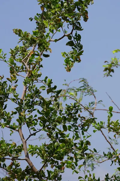 Ziziphus Mauritiana ağacı Nisan ayında yetişir. Ziziphus mauritiana, Hint jujujube, Hint eriği, Çin tarihi, Çin elması, ber and dunks, Rhamnaceae familyasına ait tropikal bir meyve ağacı türüdür. Wadi Wshee, Sharjah, BAE.                      
