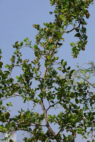 Ziziphus Mauritiana ağacı Nisan ayında yetişir. Ziziphus mauritiana, Hint jujujube, Hint eriği, Çin tarihi, Çin elması, ber and dunks, Rhamnaceae familyasına ait tropikal bir meyve ağacı türüdür. Wadi Wshee, Sharjah, BAE.                      