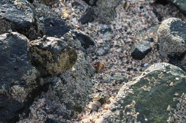 Nisan ayında Khor Fakkan kıyı şeridindeki Umman Körfezi taşkın bölgesinde kayalarda yaşayan kabuklu deniz ürünleri ve kalori fosilleri bulundu. Kabuklu deniz hayvanları, dış iskelet taşıyan su omurgasızlarıdır. Sharjah, BAE. 