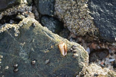 Nisan ayında Khor Fakkan kıyı şeridindeki Umman Körfezi taşkın bölgesinde kayalarda yaşayan kabuklu deniz ürünleri ve kalori fosilleri bulundu. Kabuklu deniz hayvanları, dış iskelet taşıyan su omurgasızlarıdır. Sharjah, BAE. 