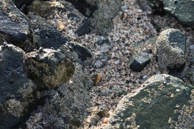 Nisan ayında Khor Fakkan kıyı şeridindeki Umman Körfezi taşkın bölgesinde kayalarda yaşayan kabuklu deniz ürünleri ve kalori fosilleri bulundu. Kabuklu deniz hayvanları, dış iskelet taşıyan su omurgasızlarıdır. Sharjah, BAE. 