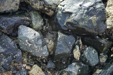 Nisan ayında Khor Fakkan kıyı şeridindeki Umman Körfezi taşkın bölgesinde kayalarda yaşayan kabuklu deniz ürünleri ve kalori fosilleri bulundu. Kabuklu deniz hayvanları, dış iskelet taşıyan su omurgasızlarıdır. Sharjah, BAE. 