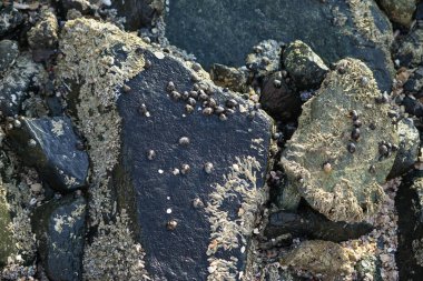 Nisan ayında Khor Fakkan kıyı şeridindeki Umman Körfezi taşkın bölgesinde kayalarda yaşayan kabuklu deniz ürünleri ve kalori fosilleri bulundu. Kabuklu deniz hayvanları, dış iskelet taşıyan su omurgasızlarıdır. Sharjah, BAE. 