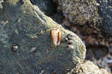 Nisan ayında Khor Fakkan kıyı şeridindeki Umman Körfezi taşkın bölgesinde kayalarda yaşayan kabuklu deniz ürünleri ve kalori fosilleri bulundu. Kabuklu deniz hayvanları, dış iskelet taşıyan su omurgasızlarıdır. Sharjah, BAE. 