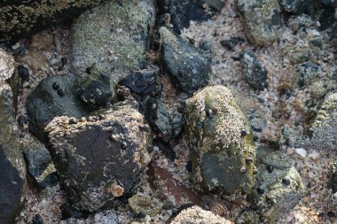 Nisan ayında Khor Fakkan kıyı şeridindeki Umman Körfezi taşkın bölgesinde kayalarda yaşayan kabuklu deniz ürünleri ve kalori fosilleri bulundu. Kabuklu deniz hayvanları, dış iskelet taşıyan su omurgasızlarıdır. Sharjah, BAE. 