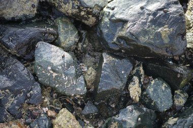 Nisan ayında Khor Fakkan kıyı şeridindeki Umman Körfezi taşkın bölgesinde kayalarda yaşayan kabuklu deniz ürünleri ve kalori fosilleri bulundu. Kabuklu deniz hayvanları, dış iskelet taşıyan su omurgasızlarıdır. Sharjah, BAE. 