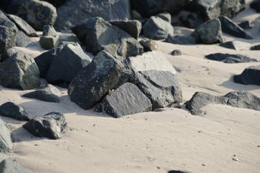 Grapsus tenuicrustatus yengeci Nisan ayında Khor Fakkan Sahili 'nde Umman Körfezi yakınlarındaki kayalara tırmanır. Grapsus tenuicrustatus (İnce kabuklu kaya yengeci, Natal lightfoot crab), başsız kabuklu bir yengeç türüdür. Khor Fakkan, Sharjah, BAE. 