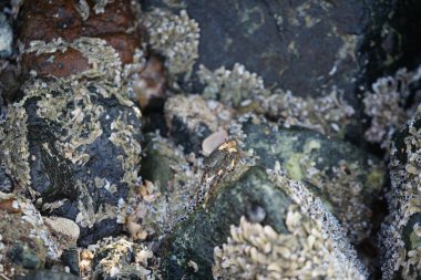 Grapsus tenuicrustatus yengeci Nisan ayında Khor Fakkan Sahili 'nde Umman Körfezi yakınlarındaki kayalara tırmanır. Grapsus tenuicrustatus (İnce kabuklu kaya yengeci, Natal lightfoot crab), başsız kabuklu bir yengeç türüdür. Khor Fakkan, Sharjah, BAE. 