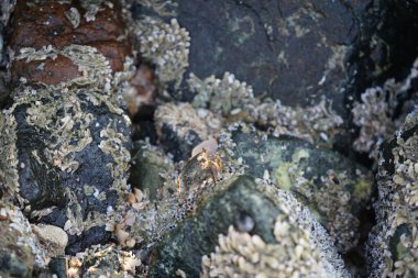 Grapsus tenuicrustatus yengeci Nisan ayında Khor Fakkan Sahili 'nde Umman Körfezi yakınlarındaki kayalara tırmanır. Grapsus tenuicrustatus (İnce kabuklu kaya yengeci, Natal lightfoot crab), başsız kabuklu bir yengeç türüdür. Khor Fakkan, Sharjah, BAE. 