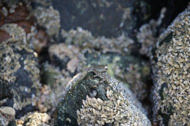 Grapsus tenuicrustatus yengeci Nisan ayında Khor Fakkan Sahili 'nde Umman Körfezi yakınlarındaki kayalara tırmanır. Grapsus tenuicrustatus (İnce kabuklu kaya yengeci, Natal lightfoot crab), başsız kabuklu bir yengeç türüdür. Khor Fakkan, Sharjah, BAE. 