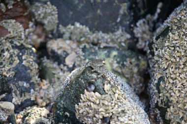 Grapsus tenuicrustatus yengeci Nisan ayında Khor Fakkan Sahili 'nde Umman Körfezi yakınlarındaki kayalara tırmanır. Grapsus tenuicrustatus (İnce kabuklu kaya yengeci, Natal lightfoot crab), başsız kabuklu bir yengeç türüdür. Khor Fakkan, Sharjah, BAE. 