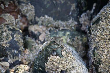 Grapsus tenuicrustatus yengeci Nisan ayında Khor Fakkan Sahili 'nde Umman Körfezi yakınlarındaki kayalara tırmanır. Grapsus tenuicrustatus (İnce kabuklu kaya yengeci, Natal lightfoot crab), başsız kabuklu bir yengeç türüdür. Khor Fakkan, Sharjah, BAE. 