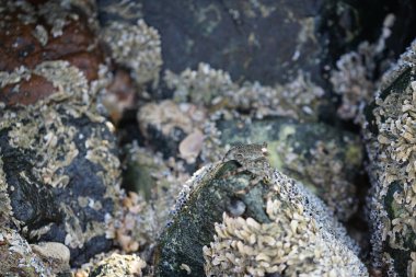 Grapsus tenuicrustatus yengeci Nisan ayında Khor Fakkan Sahili 'nde Umman Körfezi yakınlarındaki kayalara tırmanır. Grapsus tenuicrustatus (İnce kabuklu kaya yengeci, Natal lightfoot crab), başsız kabuklu bir yengeç türüdür. Khor Fakkan, Sharjah, BAE. 