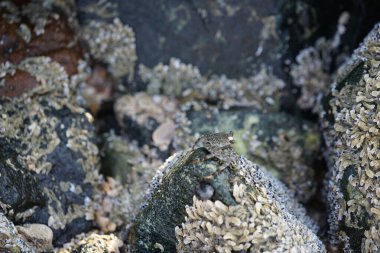 Grapsus tenuicrustatus yengeci Nisan ayında Khor Fakkan Sahili 'nde Umman Körfezi yakınlarındaki kayalara tırmanır. Grapsus tenuicrustatus (İnce kabuklu kaya yengeci, Natal lightfoot crab), başsız kabuklu bir yengeç türüdür. Khor Fakkan, Sharjah, BAE. 