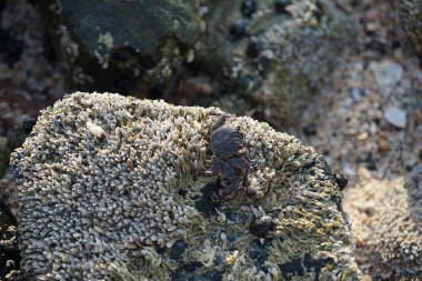 Grapsus tenuicrustatus yengeci Nisan ayında Khor Fakkan Sahili 'nde Umman Körfezi yakınlarındaki kayalara tırmanır. Grapsus tenuicrustatus (İnce kabuklu kaya yengeci, Natal lightfoot crab), başsız kabuklu bir yengeç türüdür. Khor Fakkan, Sharjah, BAE. 