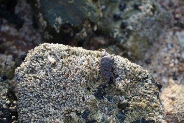 Grapsus tenuicrustatus yengeci Nisan ayında Khor Fakkan Sahili 'nde Umman Körfezi yakınlarındaki kayalara tırmanır. Grapsus tenuicrustatus (İnce kabuklu kaya yengeci, Natal lightfoot crab), başsız kabuklu bir yengeç türüdür. Khor Fakkan, Sharjah, BAE. 