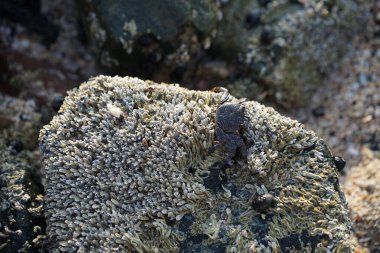 Grapsus tenuicrustatus yengeci Nisan ayında Khor Fakkan Sahili 'nde Umman Körfezi yakınlarındaki kayalara tırmanır. Grapsus tenuicrustatus (İnce kabuklu kaya yengeci, Natal lightfoot crab), başsız kabuklu bir yengeç türüdür. Khor Fakkan, Sharjah, BAE.                         