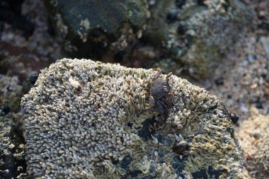 Grapsus tenuicrustatus yengeci Nisan ayında Khor Fakkan Sahili 'nde Umman Körfezi yakınlarındaki kayalara tırmanır. Grapsus tenuicrustatus (İnce kabuklu kaya yengeci, Natal lightfoot crab), başsız kabuklu bir yengeç türüdür. Khor Fakkan, Sharjah, BAE.                         