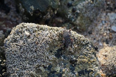 Grapsus tenuicrustatus yengeci Nisan ayında Khor Fakkan Sahili 'nde Umman Körfezi yakınlarındaki kayalara tırmanır. Grapsus tenuicrustatus (İnce kabuklu kaya yengeci, Natal lightfoot crab), başsız kabuklu bir yengeç türüdür. Khor Fakkan, Sharjah, BAE.                         