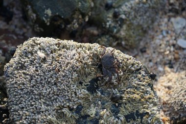 Grapsus tenuicrustatus yengeci Nisan ayında Khor Fakkan Sahili 'nde Umman Körfezi yakınlarındaki kayalara tırmanır. Grapsus tenuicrustatus (İnce kabuklu kaya yengeci, Natal lightfoot crab), başsız kabuklu bir yengeç türüdür. Khor Fakkan, Sharjah, BAE.                         