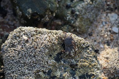 Grapsus tenuicrustatus yengeci Nisan ayında Khor Fakkan Sahili 'nde Umman Körfezi yakınlarındaki kayalara tırmanır. Grapsus tenuicrustatus (İnce kabuklu kaya yengeci, Natal lightfoot crab), başsız kabuklu bir yengeç türüdür. Khor Fakkan, Sharjah, BAE.                         