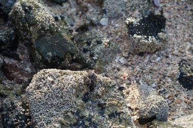 Grapsus tenuicrustatus yengeci Nisan ayında Khor Fakkan Sahili 'nde Umman Körfezi yakınlarındaki kayalara tırmanır. Grapsus tenuicrustatus (İnce kabuklu kaya yengeci, Natal lightfoot crab), başsız kabuklu bir yengeç türüdür. Khor Fakkan, Sharjah, BAE.                         