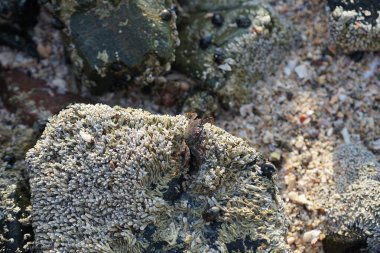 Grapsus tenuicrustatus yengeci Nisan ayında Khor Fakkan Sahili 'nde Umman Körfezi yakınlarındaki kayalara tırmanır. Grapsus tenuicrustatus (İnce kabuklu kaya yengeci, Natal lightfoot crab), başsız kabuklu bir yengeç türüdür. Khor Fakkan, Sharjah, BAE.                         