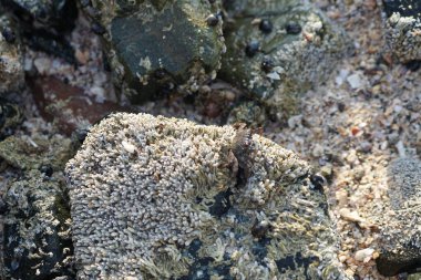 Grapsus tenuicrustatus yengeci Nisan ayında Khor Fakkan Sahili 'nde Umman Körfezi yakınlarındaki kayalara tırmanır. Grapsus tenuicrustatus (İnce kabuklu kaya yengeci, Natal lightfoot crab), başsız kabuklu bir yengeç türüdür. Khor Fakkan, Sharjah, BAE.                         