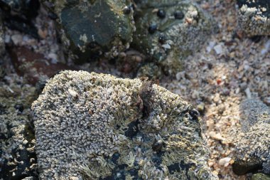 Grapsus tenuicrustatus yengeci Nisan ayında Khor Fakkan Sahili 'nde Umman Körfezi yakınlarındaki kayalara tırmanır. Grapsus tenuicrustatus (İnce kabuklu kaya yengeci, Natal lightfoot crab), başsız kabuklu bir yengeç türüdür. Khor Fakkan, Sharjah, BAE.                         