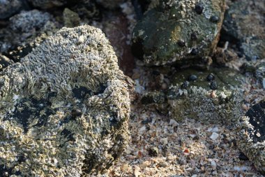 Grapsus tenuicrustatus yengeci Nisan ayında Khor Fakkan Sahili 'nde Umman Körfezi yakınlarındaki kayalara tırmanır. Grapsus tenuicrustatus (İnce kabuklu kaya yengeci, Natal lightfoot crab), başsız kabuklu bir yengeç türüdür. Khor Fakkan, Sharjah, BAE.                         