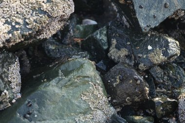 Grapsus tenuicrustatus yengeci Nisan ayında Khor Fakkan Sahili 'nde Umman Körfezi yakınlarındaki kayalara tırmanır. Grapsus tenuicrustatus (İnce kabuklu kaya yengeci, Natal lightfoot crab), başsız kabuklu bir yengeç türüdür. Khor Fakkan, Sharjah, BAE.                         