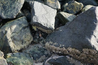 Grapsus tenuicrustatus yengeci Nisan ayında Khor Fakkan Sahili 'nde Umman Körfezi yakınlarındaki kayalara tırmanır. Grapsus tenuicrustatus (İnce kabuklu kaya yengeci, Natal lightfoot crab), başsız kabuklu bir yengeç türüdür. Khor Fakkan, Sharjah, BAE.                         