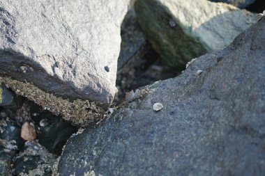 Grapsus tenuicrustatus yengeci Nisan ayında Khor Fakkan Sahili 'nde Umman Körfezi yakınlarındaki kayalara tırmanır. Grapsus tenuicrustatus (İnce kabuklu kaya yengeci, Natal lightfoot crab), başsız kabuklu bir yengeç türüdür. Khor Fakkan, Sharjah, BAE.                         