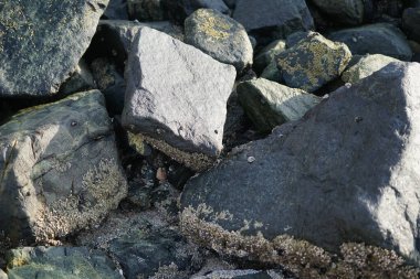 Grapsus tenuicrustatus yengeci Nisan ayında Khor Fakkan Sahili 'nde Umman Körfezi yakınlarındaki kayalara tırmanır. Grapsus tenuicrustatus (İnce kabuklu kaya yengeci, Natal lightfoot crab), başsız kabuklu bir yengeç türüdür. Khor Fakkan, Sharjah, BAE.                         