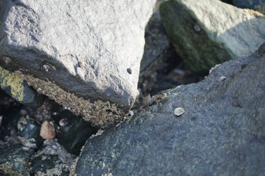 Grapsus tenuicrustatus yengeci Nisan ayında Khor Fakkan Sahili 'nde Umman Körfezi yakınlarındaki kayalara tırmanır. Grapsus tenuicrustatus (İnce kabuklu kaya yengeci, Natal lightfoot crab), başsız kabuklu bir yengeç türüdür. Khor Fakkan, Sharjah, BAE.                         