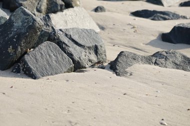 Grapsus tenuicrustatus yengeci Nisan ayında Khor Fakkan Sahili 'nde Umman Körfezi yakınlarındaki kayalara tırmanır. Grapsus tenuicrustatus (İnce kabuklu kaya yengeci, Natal lightfoot crab), başsız kabuklu bir yengeç türüdür. Khor Fakkan, Sharjah, BAE.                         