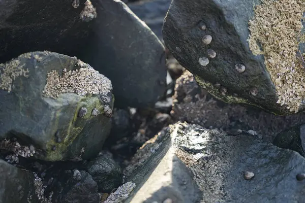 Nisan ayında Khor Fakkan kıyı şeridindeki Umman Körfezi taşkın bölgesinde kayalarda yaşayan kabuklu deniz ürünleri ve kalori fosilleri bulundu. Kabuklu deniz hayvanları, dış iskelet taşıyan su omurgasızlarıdır. Sharjah, BAE. 