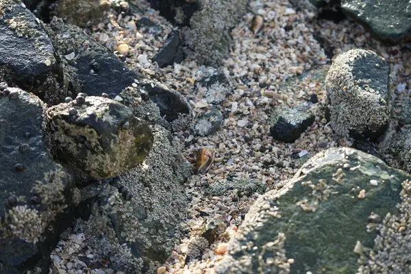 Nisan ayında Khor Fakkan kıyı şeridindeki Umman Körfezi taşkın bölgesinde kayalarda yaşayan kabuklu deniz ürünleri ve kalori fosilleri bulundu. Kabuklu deniz hayvanları, dış iskelet taşıyan su omurgasızlarıdır. Sharjah, BAE. 