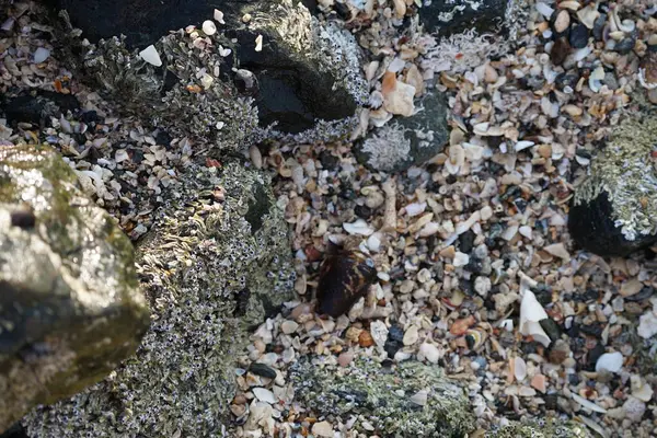 Nisan ayında Khor Fakkan kıyı şeridindeki Umman Körfezi taşkın bölgesinde kayalarda yaşayan kabuklu deniz ürünleri ve kalori fosilleri bulundu. Kabuklu deniz hayvanları, dış iskelet taşıyan su omurgasızlarıdır. Sharjah, BAE. 