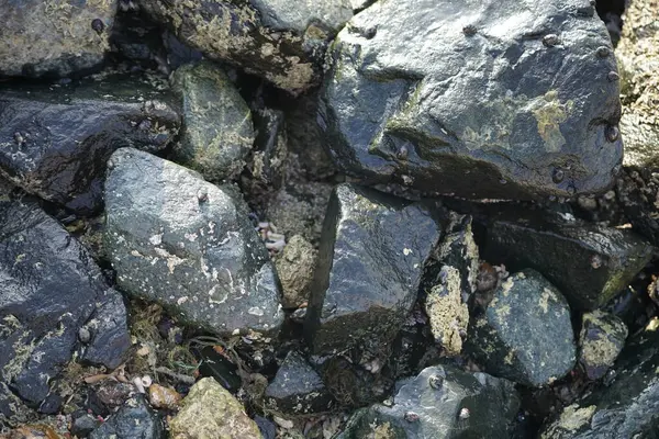 Nisan ayında Khor Fakkan kıyı şeridindeki Umman Körfezi taşkın bölgesinde kayalarda yaşayan kabuklu deniz ürünleri ve kalori fosilleri bulundu. Kabuklu deniz hayvanları, dış iskelet taşıyan su omurgasızlarıdır. Sharjah, BAE. 
