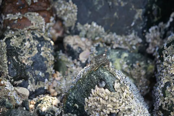 Grapsus tenuicrustatus yengeci Nisan ayında Khor Fakkan Sahili 'nde Umman Körfezi yakınlarındaki kayalara tırmanır. Grapsus tenuicrustatus (İnce kabuklu kaya yengeci, Natal lightfoot crab), başsız kabuklu bir yengeç türüdür. Khor Fakkan, Sharjah, BAE. 