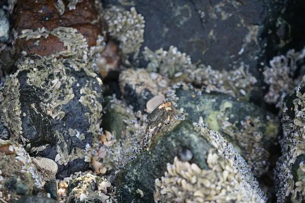 Grapsus tenuicrustatus yengeci Nisan ayında Khor Fakkan Sahili 'nde Umman Körfezi yakınlarındaki kayalara tırmanır. Grapsus tenuicrustatus (İnce kabuklu kaya yengeci, Natal lightfoot crab), başsız kabuklu bir yengeç türüdür. Khor Fakkan, Sharjah, BAE. 