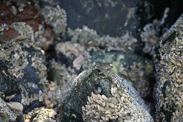 Grapsus tenuicrustatus yengeci Nisan ayında Khor Fakkan Sahili 'nde Umman Körfezi yakınlarındaki kayalara tırmanır. Grapsus tenuicrustatus (İnce kabuklu kaya yengeci, Natal lightfoot crab), başsız kabuklu bir yengeç türüdür. Khor Fakkan, Sharjah, BAE. 